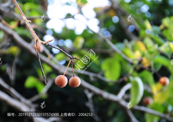 梨