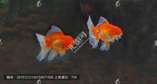 金魚