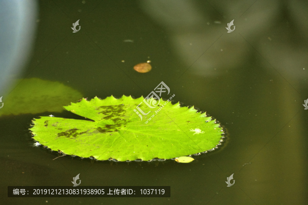 睡蓮葉