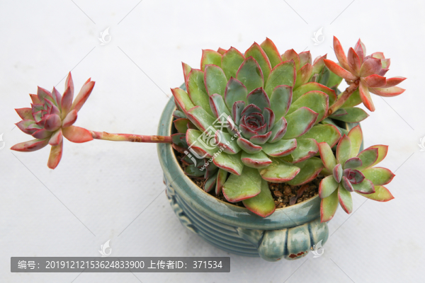 多肉植物