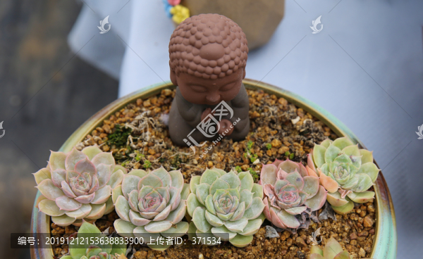 多肉植物
