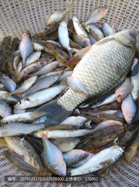 雜魚