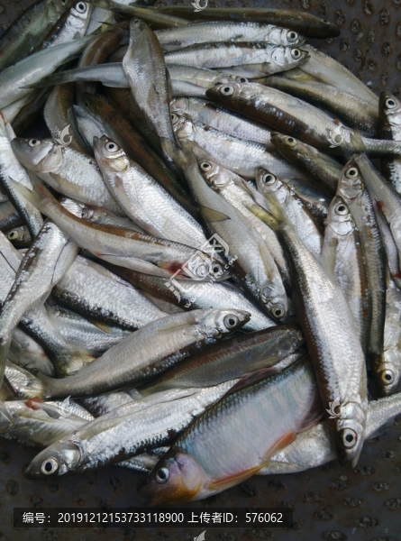 魚