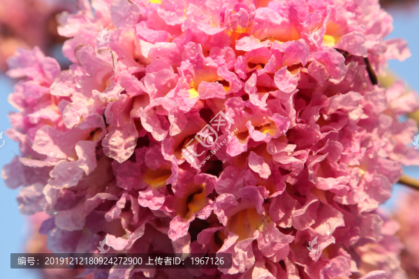 紫花風鈴木繡球