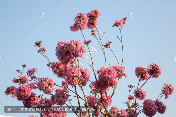 紫花風(fēng)鈴木