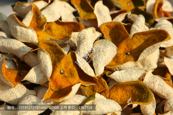 陳皮