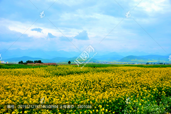 門(mén)源油菜花