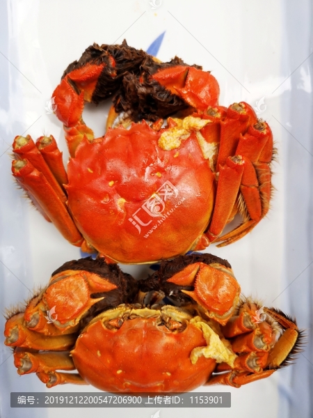 陽澄湖大閘蟹