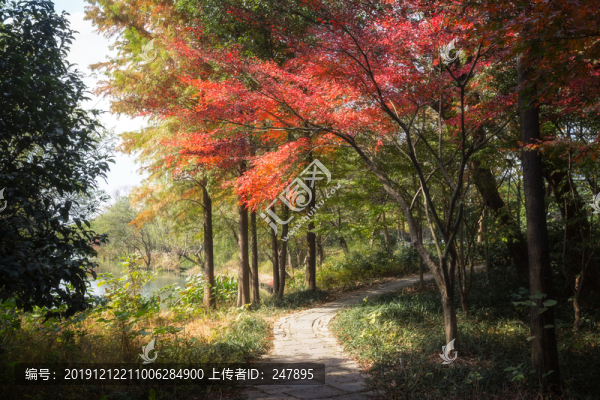 紅楓樹(shù)