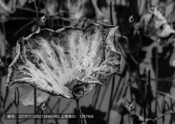 殘荷