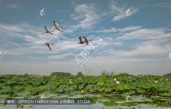 濕地荷花池