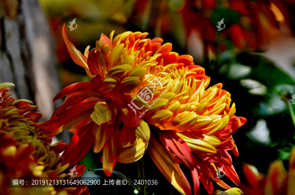 獨(dú)立菊群