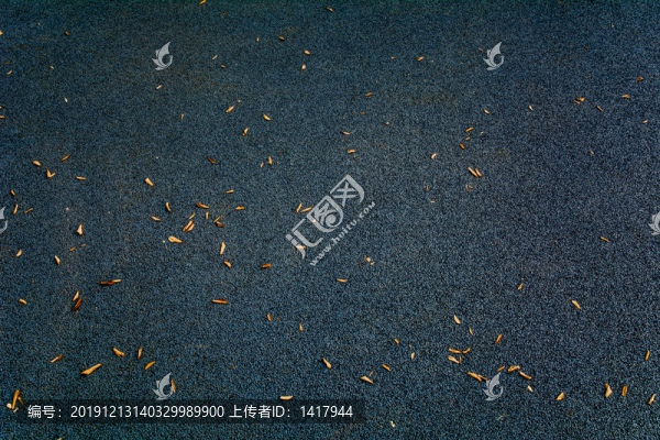 秋天柏油路面的黃葉