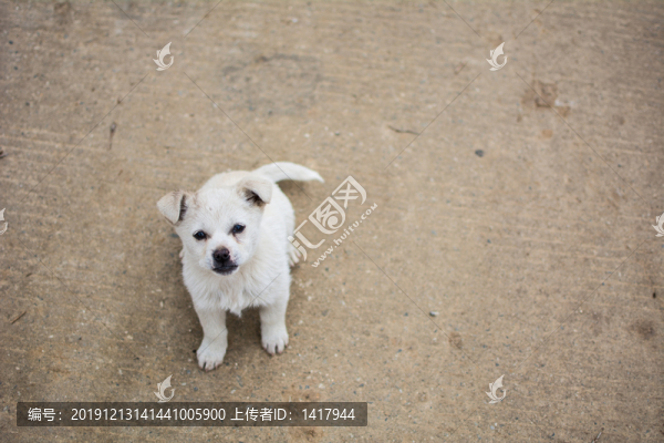 白狗