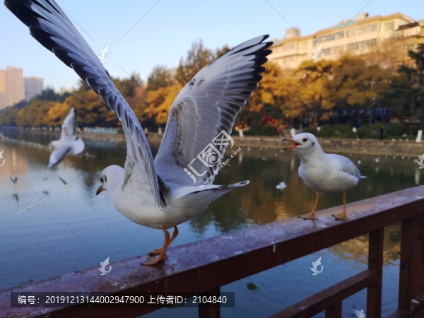 昆明紅嘴鷗