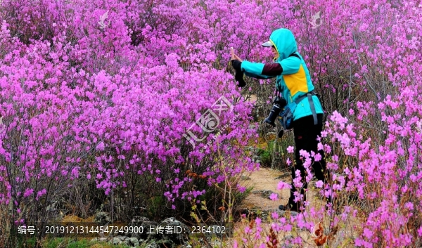 杜鵑花開的季節(jié)