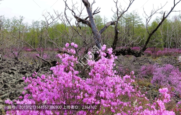 杜鵑花開的季節(jié)
