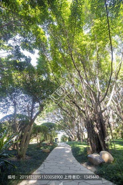 公園林蔭路