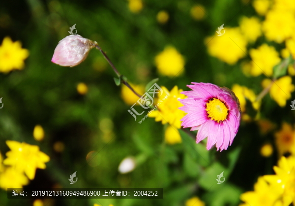 西澳的野花