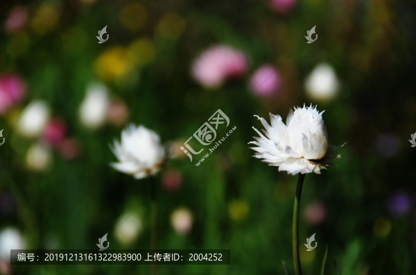 西澳的野花