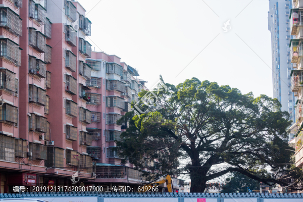 小區(qū)里的大榕樹