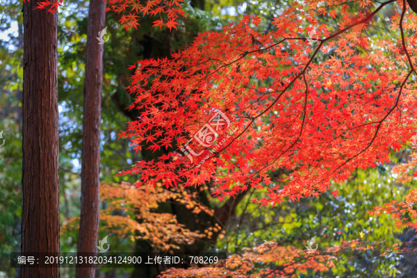 日本京都楓葉美景背景圖