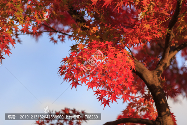 日本京都楓葉美景背景圖