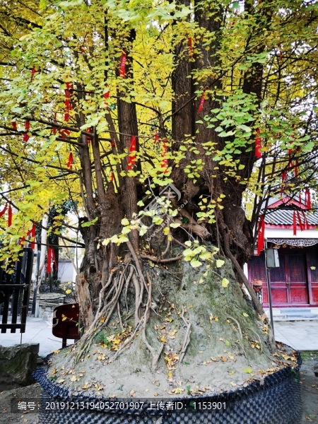 古銀杏樹