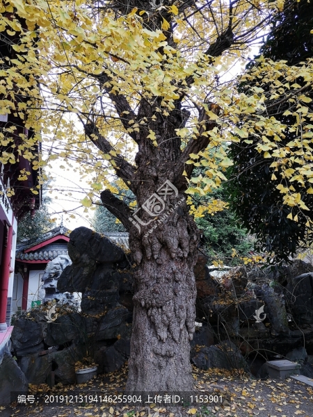 古銀杏樹