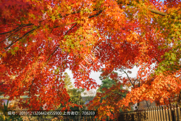 日本京都北野天滿宮秋季楓葉美景