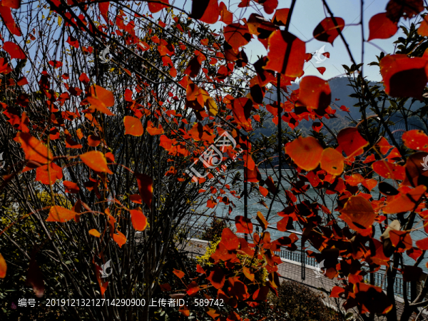 紅葉