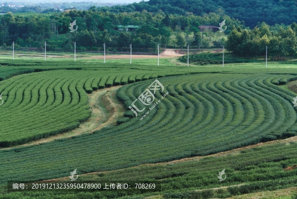 泰國清萊辛哈農(nóng)場茶園