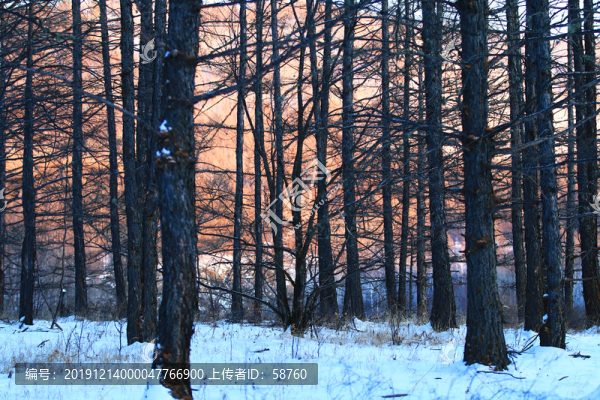 雪原松林風(fēng)景
