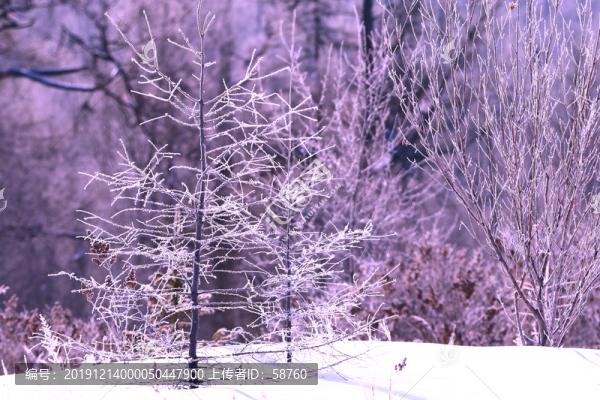 雪域樹(shù)林霧凇
