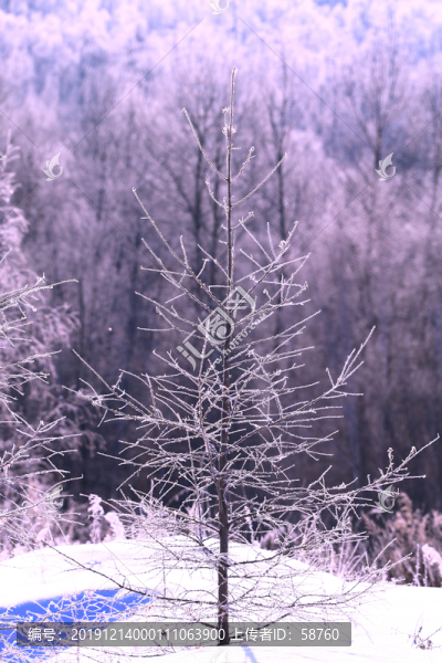 雪域樹林霧凇