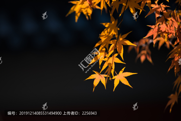 秋天逆光的楓葉