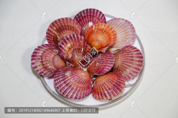 扇貝