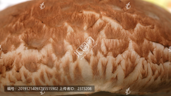 蘑菇