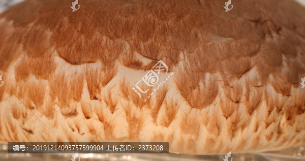 蘑菇