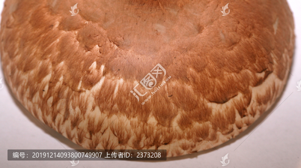 蘑菇