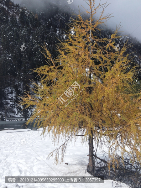 雪地