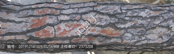 樹(shù)皮紋理