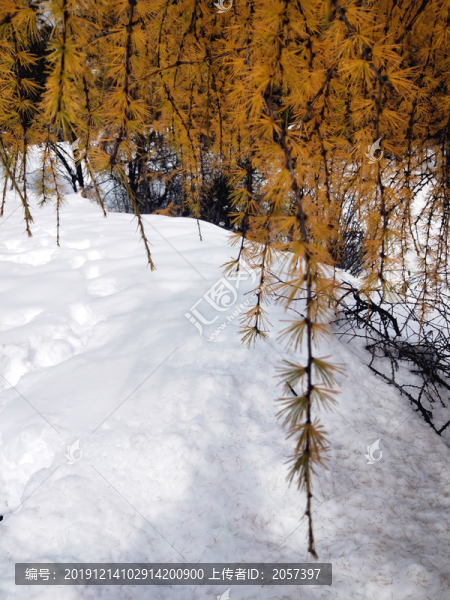 雪地