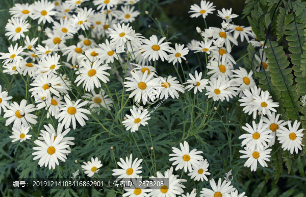 白色菊花