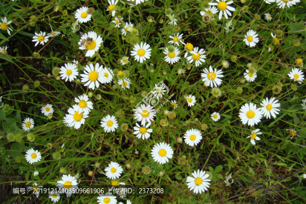 小菊花