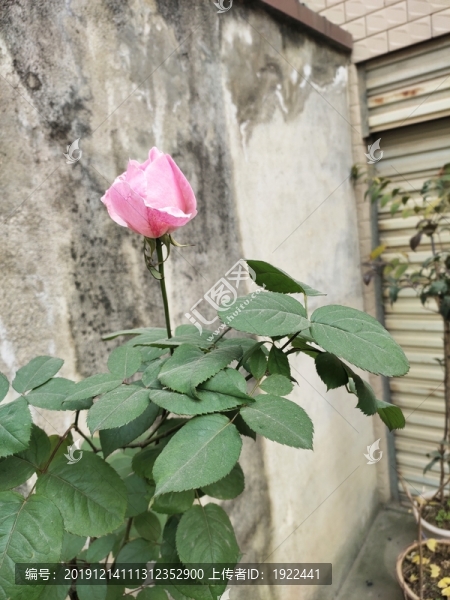 粉色月季花