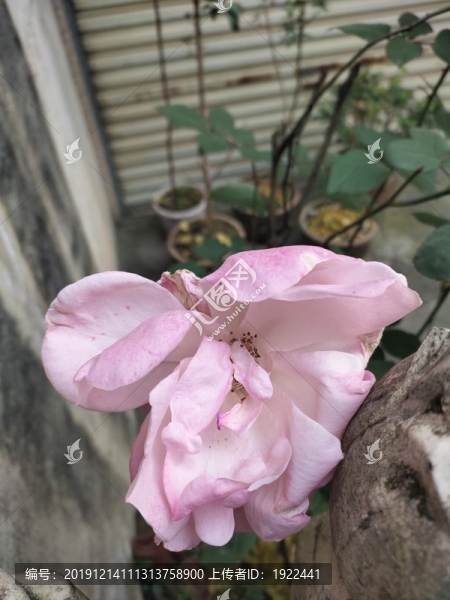 粉色月季花