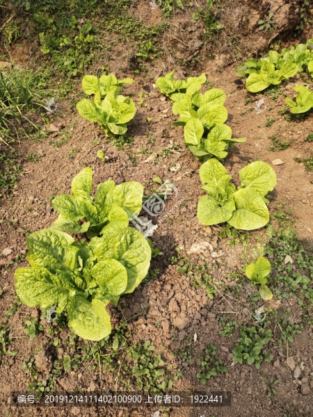 窩菜