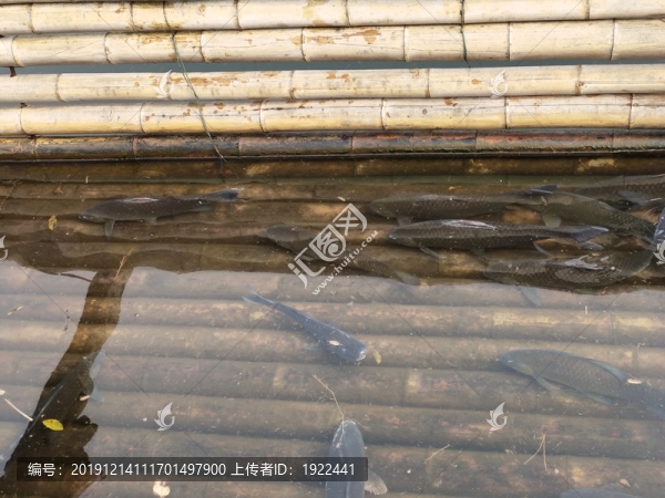 鯉魚