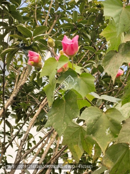芙蓉花
